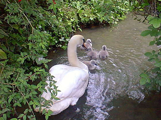 Swan with young. Copyright: Loders Primary School