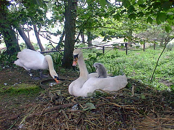 Swan nesting with cygnet. Copyright: Loders Primary School